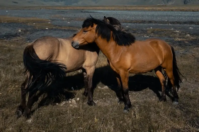 Virtueel café educatie